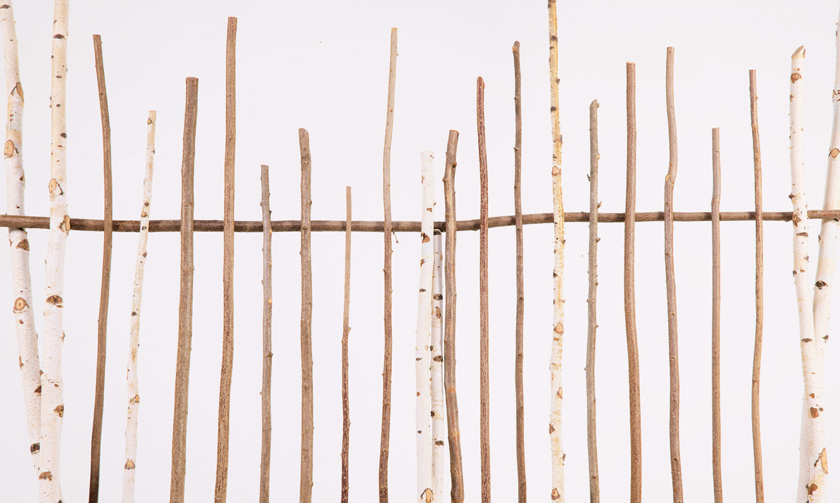 banc Animali Domestici Andrea Branzi